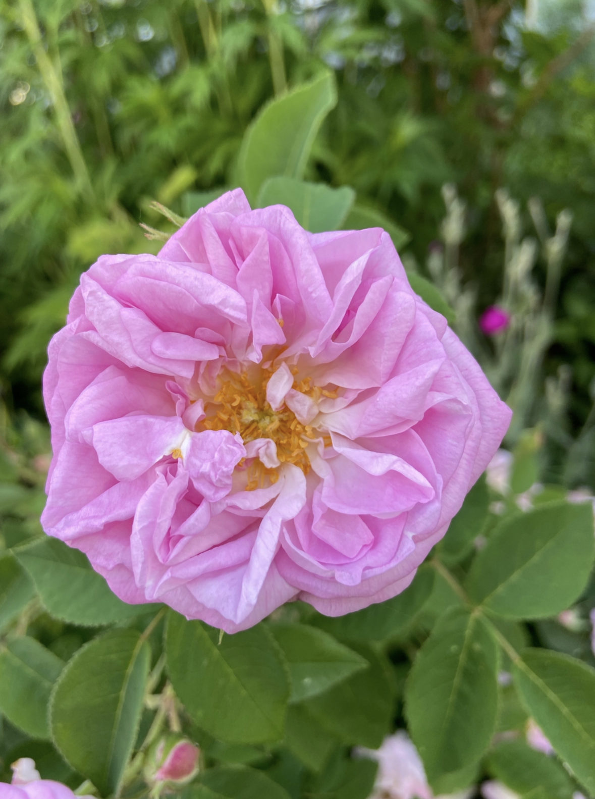 A pink flower seen from the overhead; more specifically it is a rose with soft, folded petals with orange at its center, set amongst green leaves in a garden. 